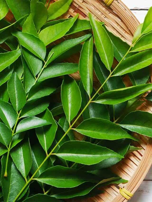 Curry Leaves (Kari Patta)