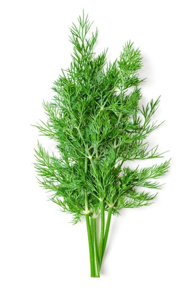 Dill Leaves ( Suva Bhaji )